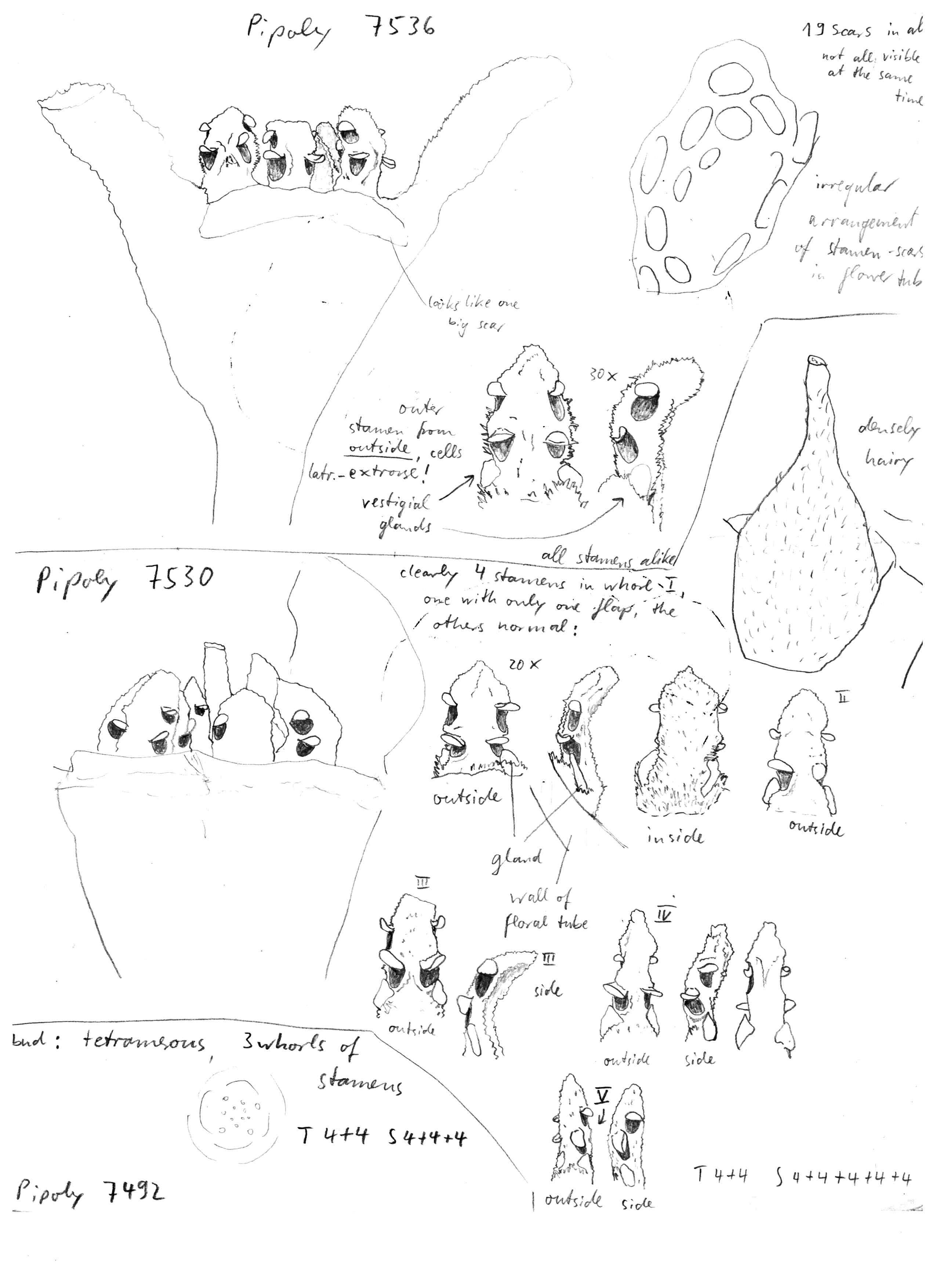 preview Chlorocardium rodiei (R.H. Schomb.) Rohwer, H.G. Richt. & van der Werff